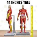 Be Amazing! Toys Interactive Human Body Fully Poseable Anatomy Figure – 14” Tall