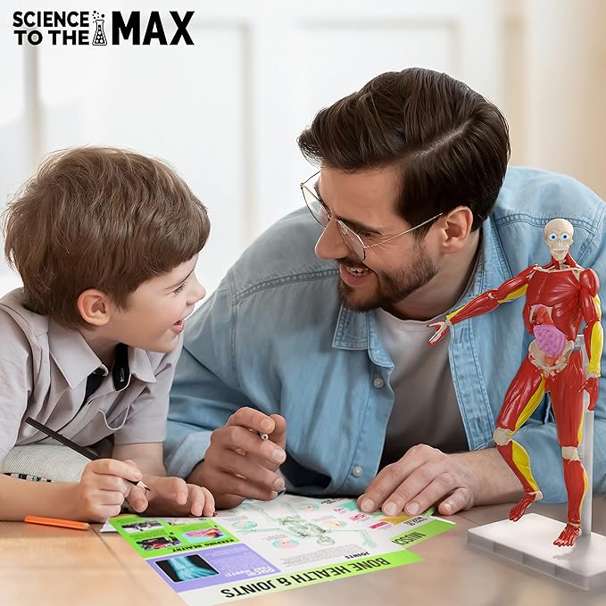 Be Amazing! Toys Interactive Human Body Fully Poseable Anatomy Figure – 14” Tall
