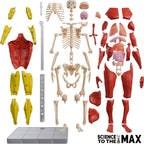 Be Amazing! Toys Interactive Human Body Fully Poseable Anatomy Figure – 14” Tall