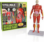 Be Amazing! Toys Interactive Human Body Fully Poseable Anatomy Figure – 14” Tall