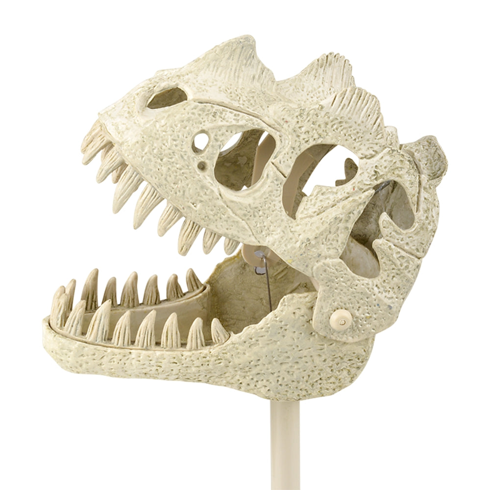 Dinosaur Fossil Snapper With Sound 17.25"