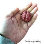 Growing Super Absorbent Brain | Your Brain will Grow Humongous | Just Add to Water