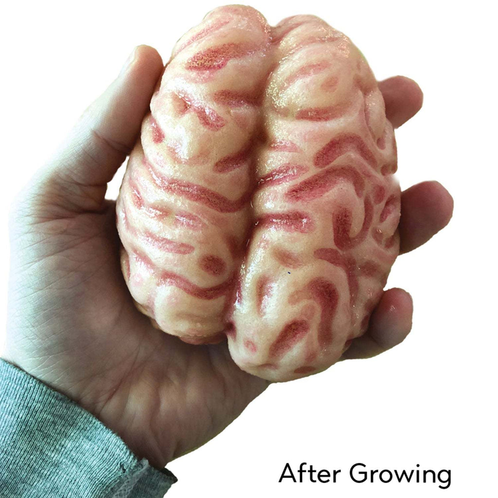 Growing Super Absorbent Brain | Your Brain will Grow Humongous | Just Add to Water